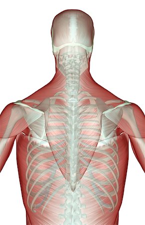 The musculoskeleton of the upper body Stock Photo - Premium Royalty-Free, Code: 671-02092692