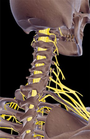 simsearch:671-02098304,k - The nerves of the neck Stock Photo - Premium Royalty-Free, Code: 671-02092704