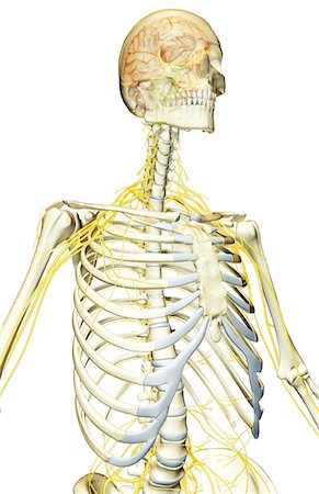 The nerve supply of the upper body Stock Photo - Premium Royalty-Free, Code: 671-02092725