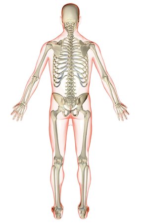 skeleton - The skeletal system Stock Photo - Premium Royalty-Free, Code: 671-02092729