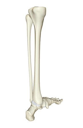 skeleton - The bones of the leg Stock Photo - Premium Royalty-Free, Code: 671-02092720