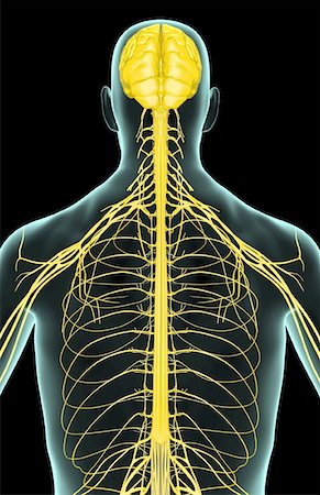 système nerveux - Les nerfs du haut du corps Photographie de stock - Premium Libres de Droits, Code: 671-02092734