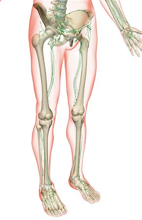 The lymph supply of the lower body Stock Photo - Premium Royalty-Free, Code: 671-02092755