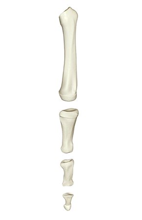 proximal phalanx - The bones of the foot Stock Photo - Premium Royalty-Free, Code: 671-02092758
