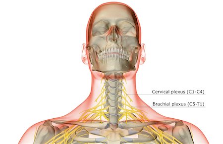 simsearch:671-02098304,k - The nerves of the neck Stock Photo - Premium Royalty-Free, Code: 671-02092762
