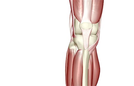 Les muscles du genou Photographie de stock - Premium Libres de Droits, Code: 671-02092774