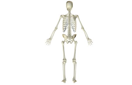 skeleton - The skeletal system Stock Photo - Premium Royalty-Free, Code: 671-02092787