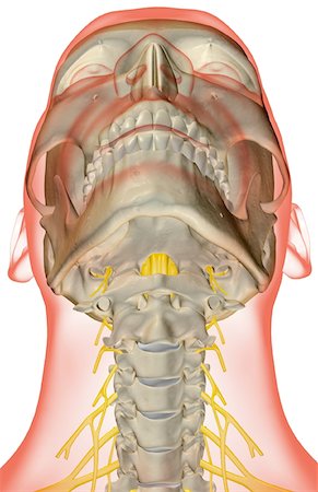 simsearch:671-02098304,k - The nerves of the neck Stock Photo - Premium Royalty-Free, Code: 671-02092788