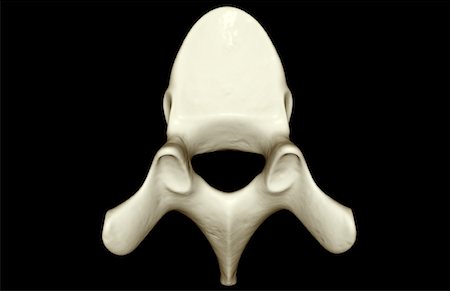 spinous process - Vertebra Stock Photo - Premium Royalty-Free, Code: 671-02092793