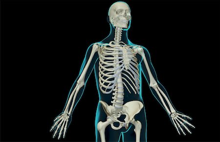 simsearch:671-02095632,k - The bones of the upper body Fotografie stock - Premium Royalty-Free, Codice: 671-02092808
