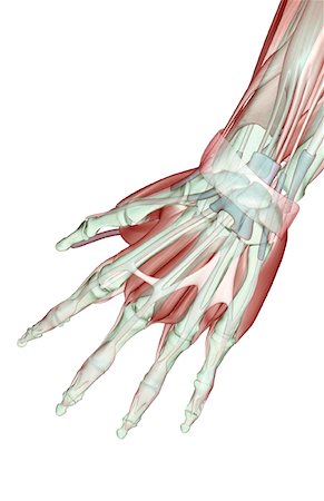 extensor digit minimi tendon - The musculoskeleton of the hand Stock Photo - Premium Royalty-Free, Code: 671-02092809