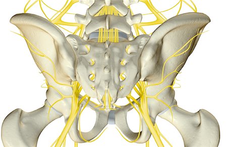 pelvis anatomy - The nerves of the pelvis Stock Photo - Premium Royalty-Free, Code: 671-02092801