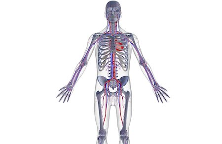 simsearch:671-02097409,k - The blood supply of the upper body Foto de stock - Sin royalties Premium, Código: 671-02092814