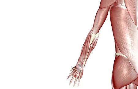skeleton - The muscles of the upper limb Stock Photo - Premium Royalty-Free, Code: 671-02092811