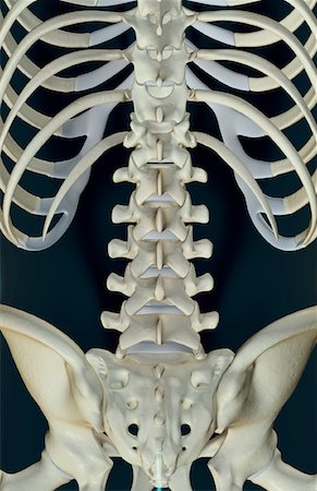 The bones of the lower back Foto de stock - Sin royalties Premium, Código: 671-02092831