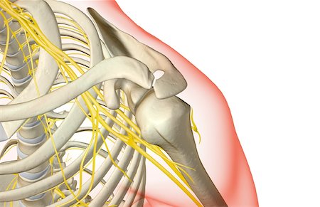 front of shoulder nerve anatomy - The nerves of the shoulder Stock Photo - Premium Royalty-Free, Code: 671-02092840