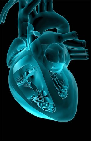 The heart and major vessels Stock Photo - Premium Royalty-Free, Code: 671-02092851