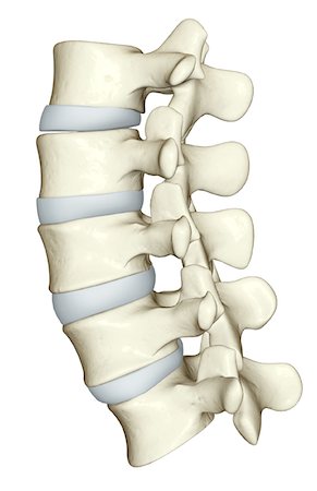 The lumbar vertebrae Foto de stock - Sin royalties Premium, Código: 671-02092860
