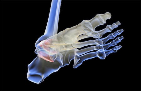 foot skeleton image - The bones of the foot Stock Photo - Premium Royalty-Free, Code: 671-02092879