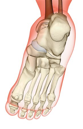 foot skeleton image - The bones of the foot Stock Photo - Premium Royalty-Free, Code: 671-02092888