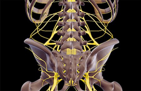 sistema nervoso - The nerves of the lower back Foto de stock - Royalty Free Premium, Número: 671-02092880