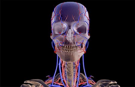 skeleton neck - The blood supply of the head and neck Foto de stock - Sin royalties Premium, Código: 671-02092898