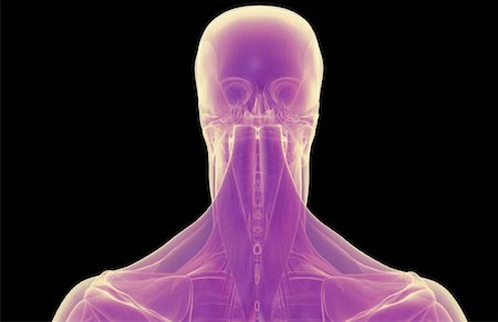 The muscles of the head and neck Stock Photo - Premium Royalty-Free, Code: 671-02092891