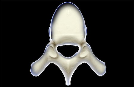 spinous process - Vertebra Stock Photo - Premium Royalty-Free, Code: 671-02092908