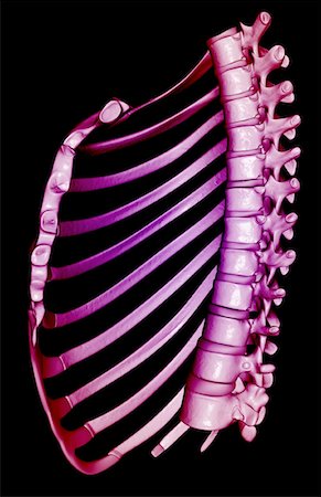 side view ribs anatomy - The thorax Stock Photo - Premium Royalty-Free, Code: 671-02092921
