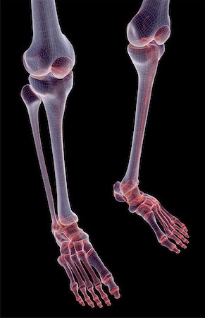 simsearch:671-02097719,k - The bones of the leg Foto de stock - Sin royalties Premium, Código: 671-02092939