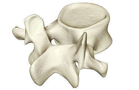 spinous process - Lumbar vertebra Stock Photo - Premium Royalty-Free, Code: 671-02092945