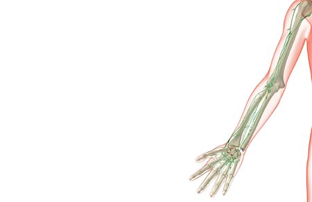 skeleton hand - The lymph supply of the upper limb Stock Photo - Premium Royalty-Free, Code: 671-02092950