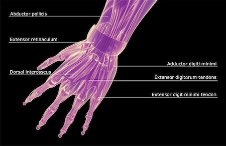 extensor digit minimi tendon - The muscles of the hand Stock Photo - Premium Royalty-Free, Code: 671-02092967