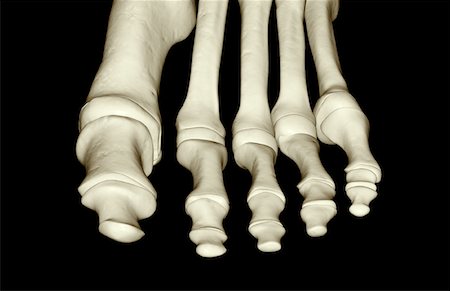 foot skeleton image - The bones of the foot Stock Photo - Premium Royalty-Free, Code: 671-02092978