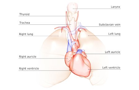 The heart and the respiratory system Stock Photo - Premium Royalty-Free, Code: 671-02092981