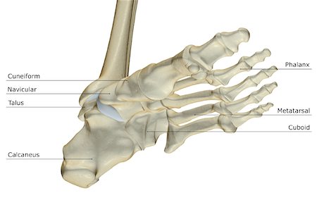 foot skeleton image - The bones of the foot Stock Photo - Premium Royalty-Free, Code: 671-02092983