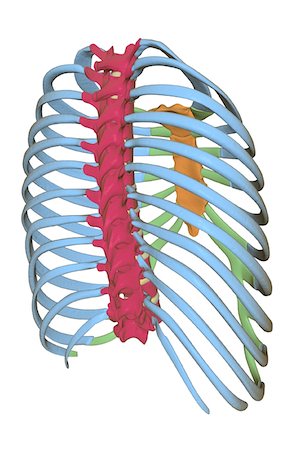 side view ribs anatomy - The thorax Stock Photo - Premium Royalty-Free, Code: 671-02093008