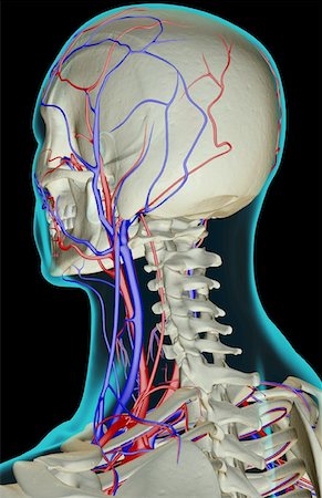 skeleton neck - The blood supply of the head and neck Foto de stock - Sin royalties Premium, Código: 671-02093010