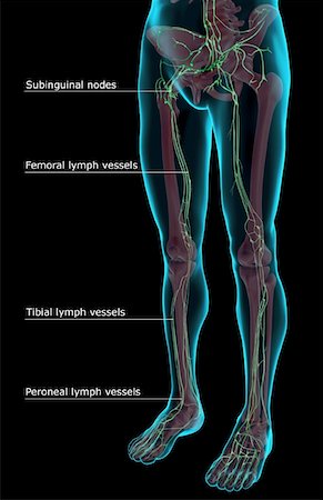 The lymph supply of the lower body Stock Photo - Premium Royalty-Free, Code: 671-02093034