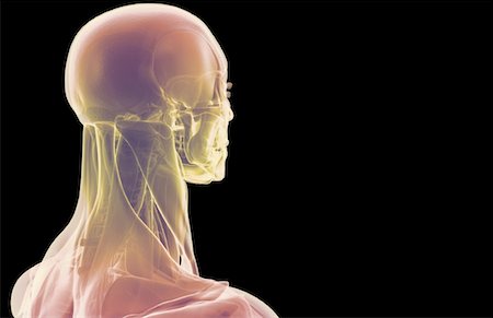 The muscles of the head and neck Stock Photo - Premium Royalty-Free, Code: 671-02093033