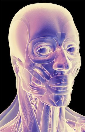 The muscles of the head and neck Stock Photo - Premium Royalty-Free, Code: 671-02093057