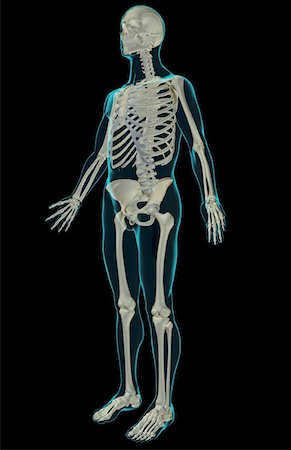 rib cage three quarter view - The skeletal system Stock Photo - Premium Royalty-Free, Code: 671-02093058