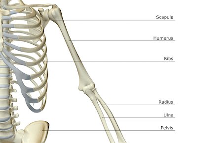 The bones of the upper limb Foto de stock - Sin royalties Premium, Código: 671-02093051