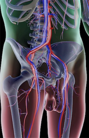 Die Blutversorgung des Beckens Stockbilder - Premium RF Lizenzfrei, Bildnummer: 671-02093062