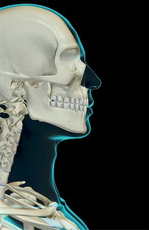 simsearch:671-02094214,k - The bones of the head and face Foto de stock - Sin royalties Premium, Código: 671-02093063