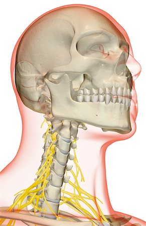 simsearch:671-02098304,k - The nerves of the neck Stock Photo - Premium Royalty-Free, Code: 671-02093084
