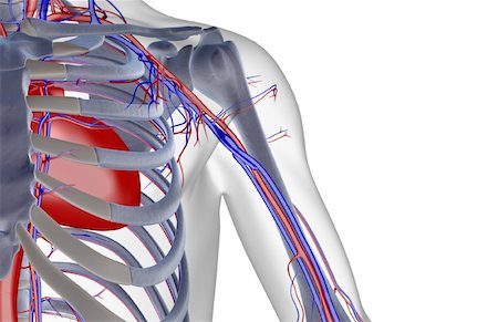 subclavian artery and vein