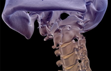 skeleton close up of neck - The bones of the neck Stock Photo - Premium Royalty-Free, Code: 671-02093127