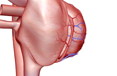 The coronary vessels of the heart Fotografie stock - Premium Royalty-Free, Codice: 671-02093122