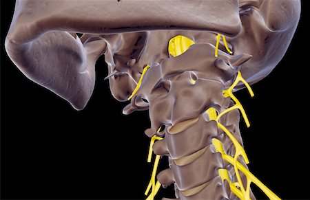 skeleton close up of neck - The nerves of the neck Stock Photo - Premium Royalty-Free, Code: 671-02093133